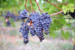 Produsele naturale si obiceiurile alimentare ale romanilor